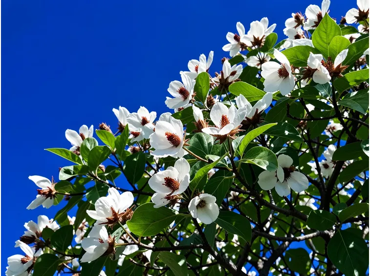 fioritura albero dei fazzoletti