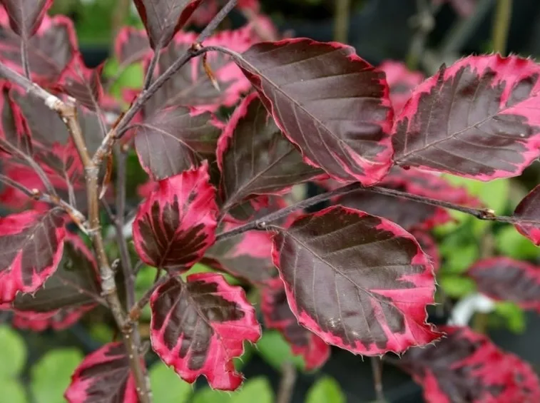 Fagus sylvatica “Purpurea Tricolor”