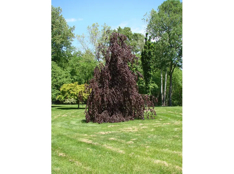 Fagus sylvatica ‘Purple Fountain’