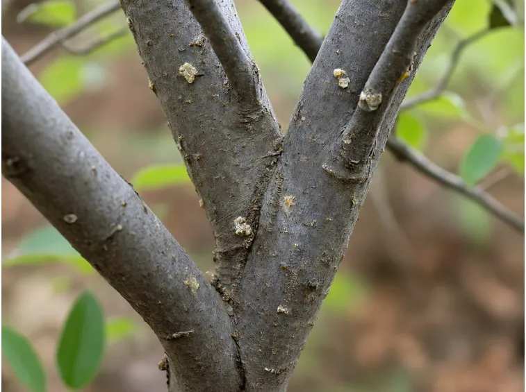 Albero parassiti