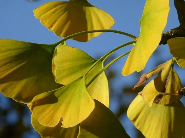 Foglia autunnale ginkgo Biloba