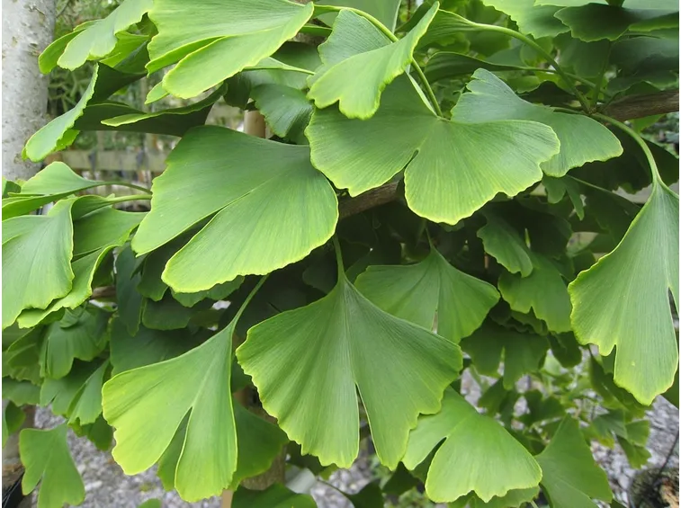 Albero capelvenere
