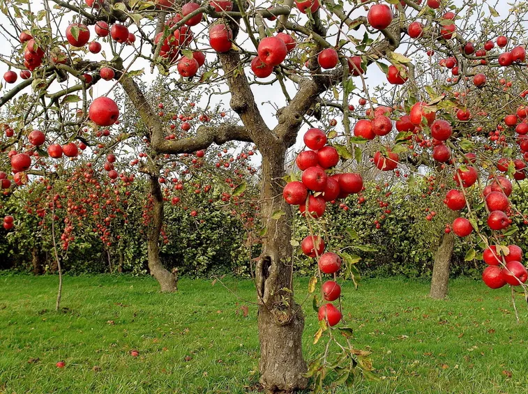 alberi da giardino