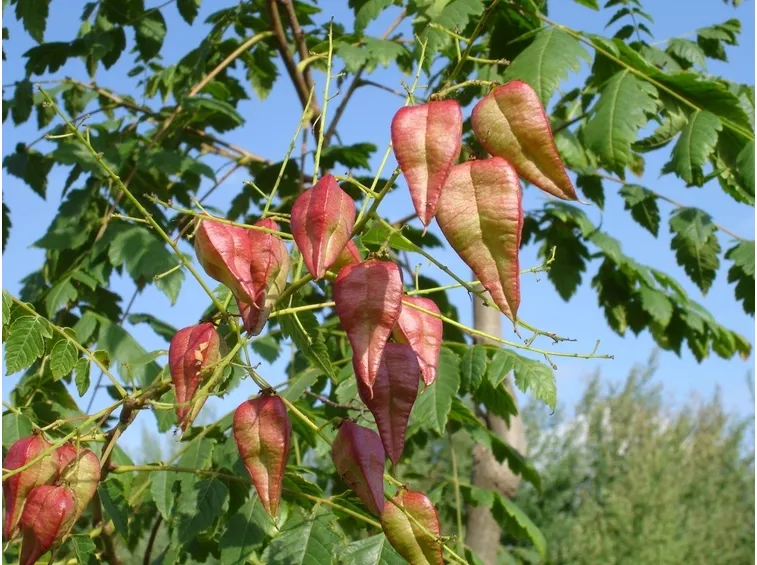 koelreuteria paniculata