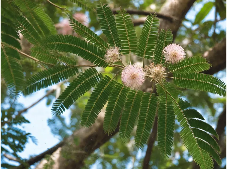 Rami pianta albizia