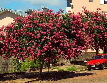 Alberi lagerstroemia