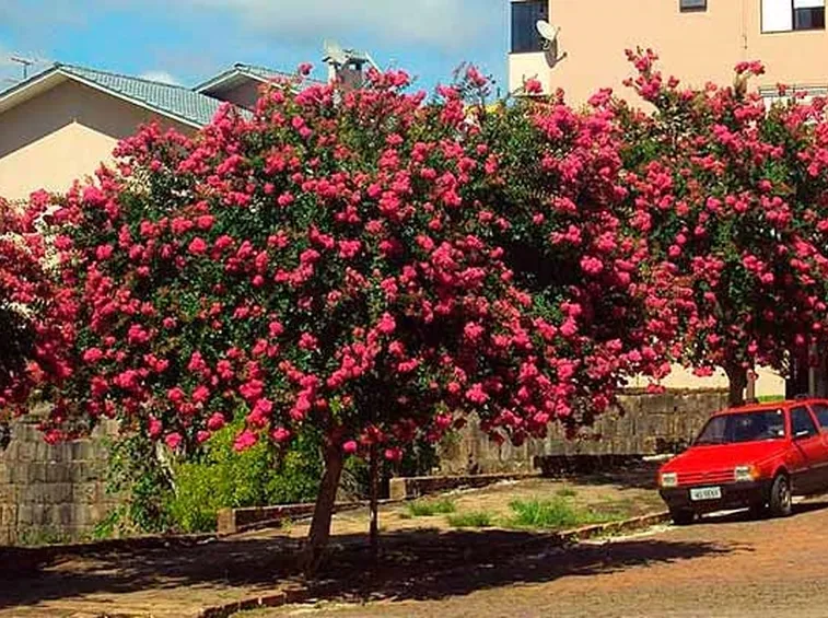 Alberi lagerstroemia