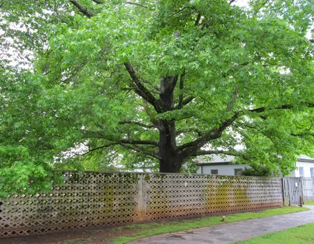Maestoso liquidambar