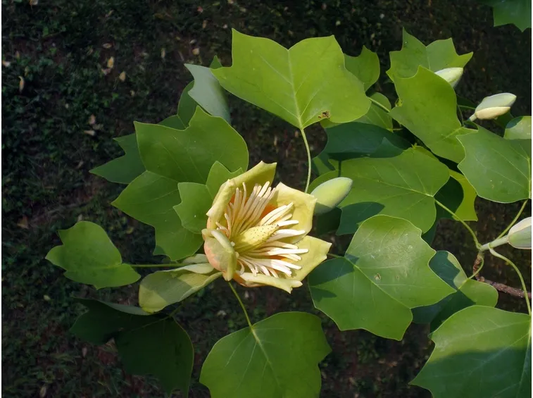 liriodendro