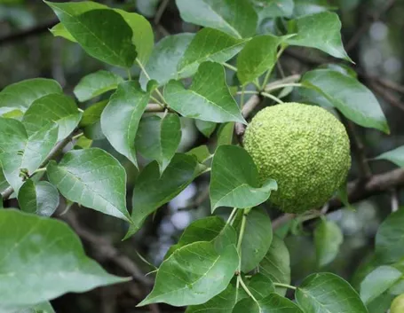 Maclura foglie e frutti