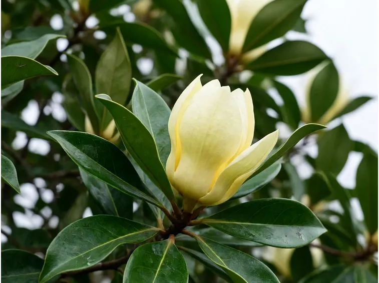 Magnolia acuminata fiore