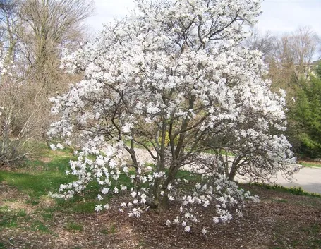 Pianta magnolia stellata