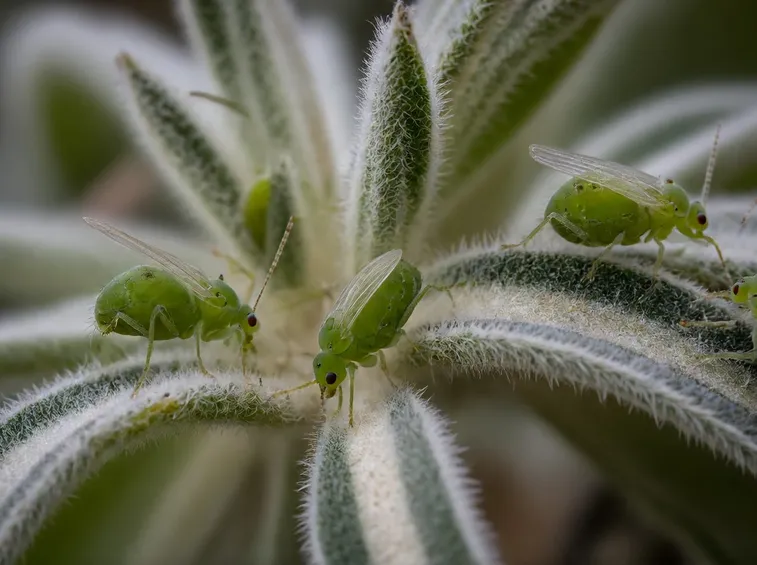 Afidi verdi infestazione pianta ornamentale