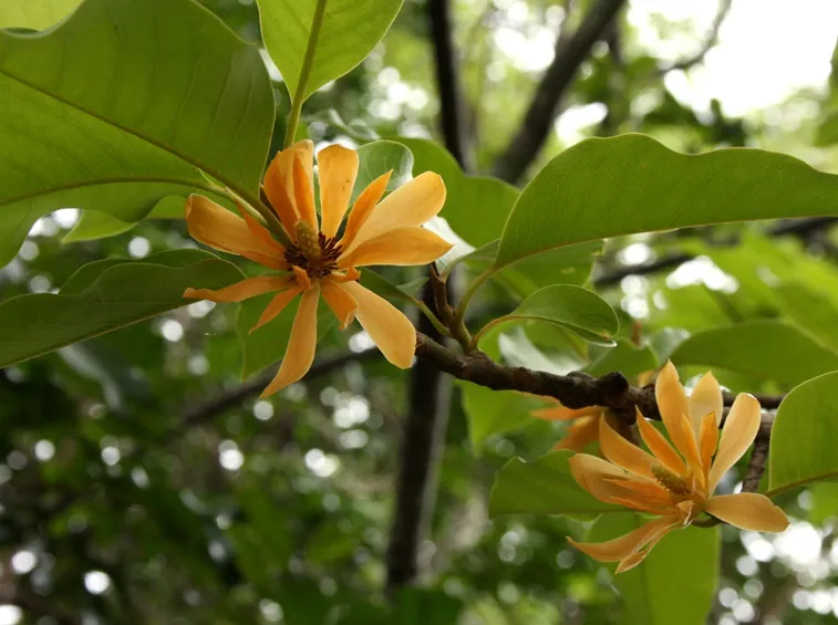 Michelia