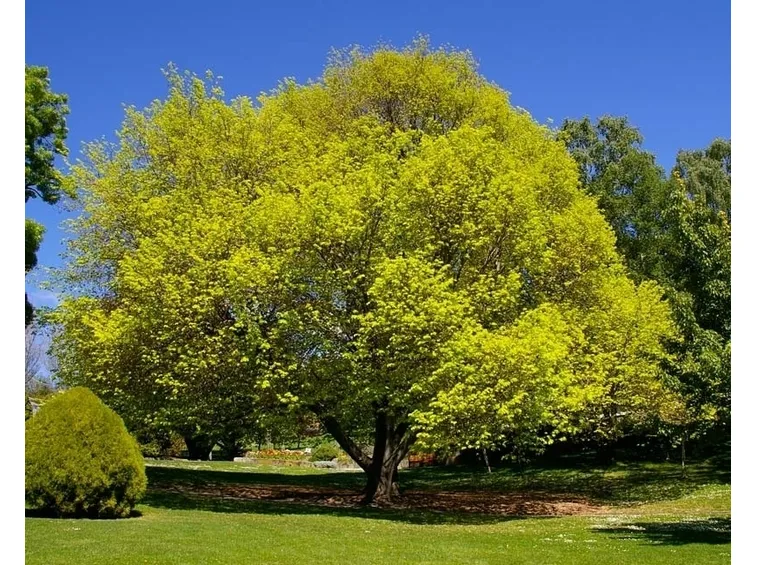 ulmus glabra