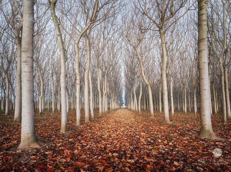 piantagione di paulownia