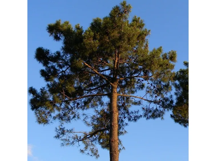 Pinus pinaster