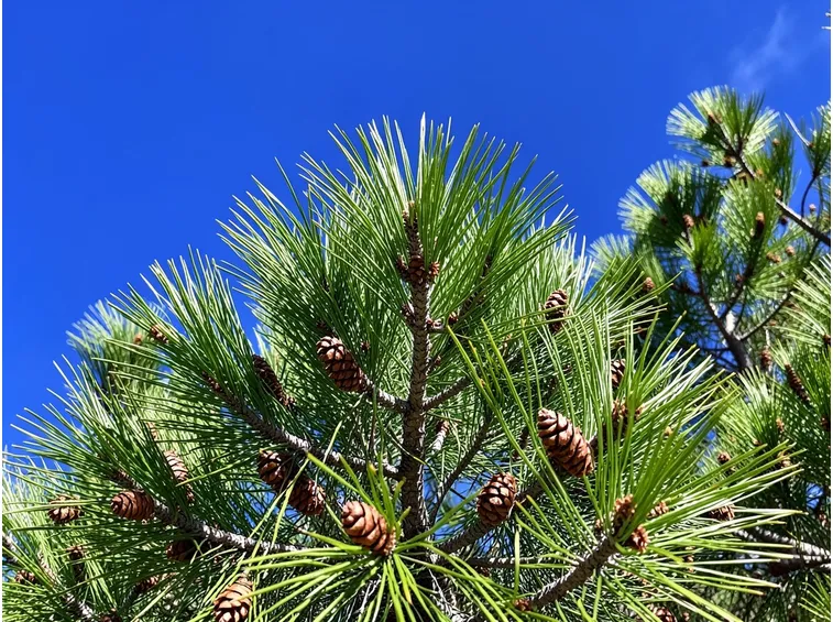 Pinus pinaster