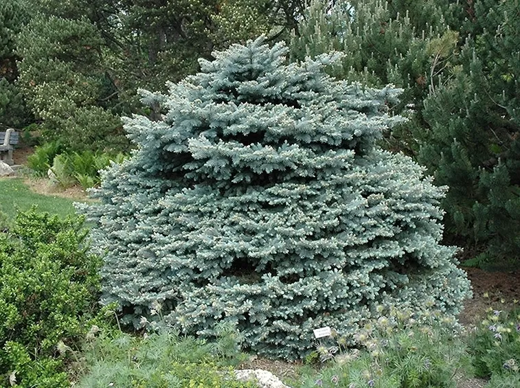 Abete pianta