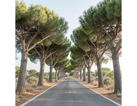 Pinus pinea