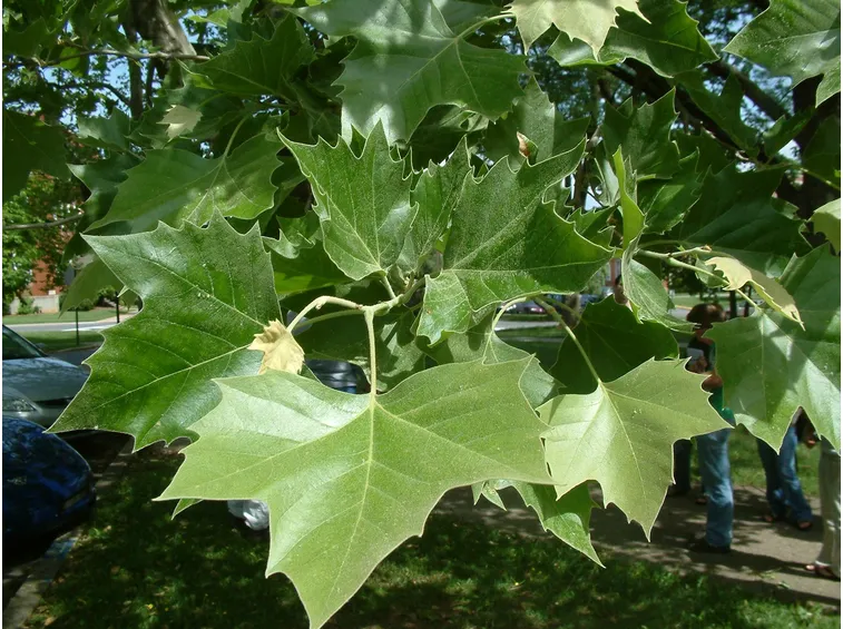 foglie Platano occidentalis