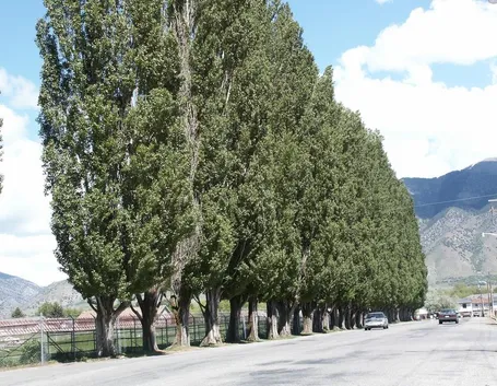 Pioppo nero alberi