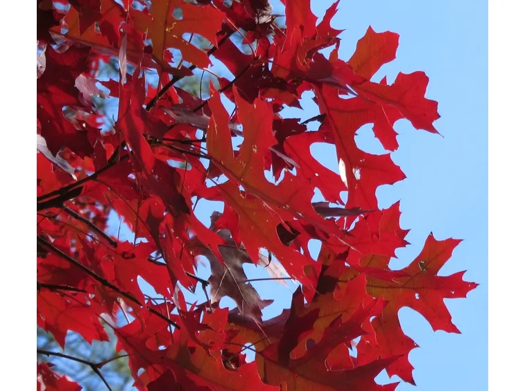 Quercia rossa