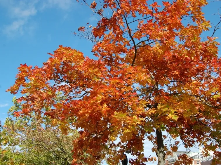quercia coccinea