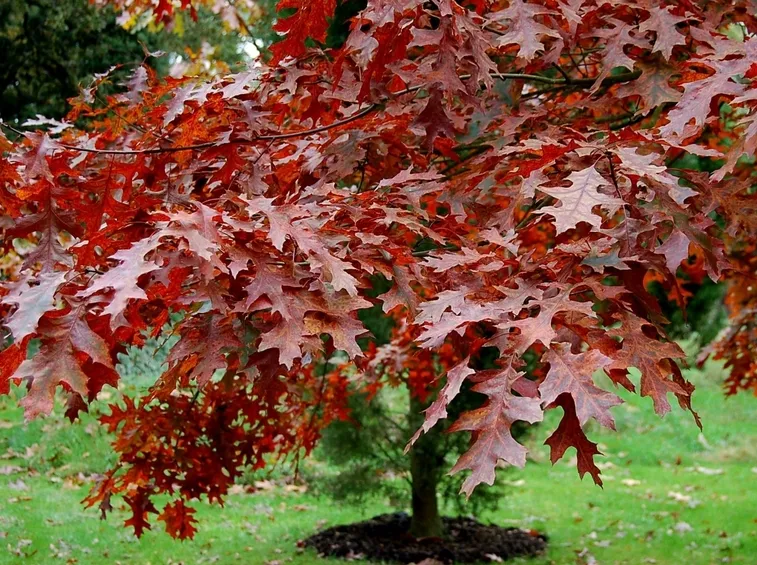 quercia rossa