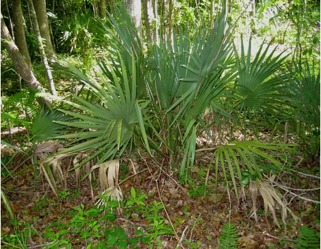 Sabal