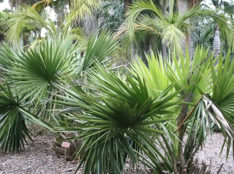 sabal minor pianta