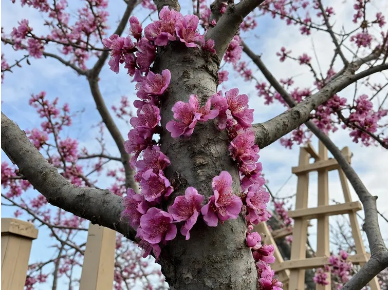 Fiori siliquastro