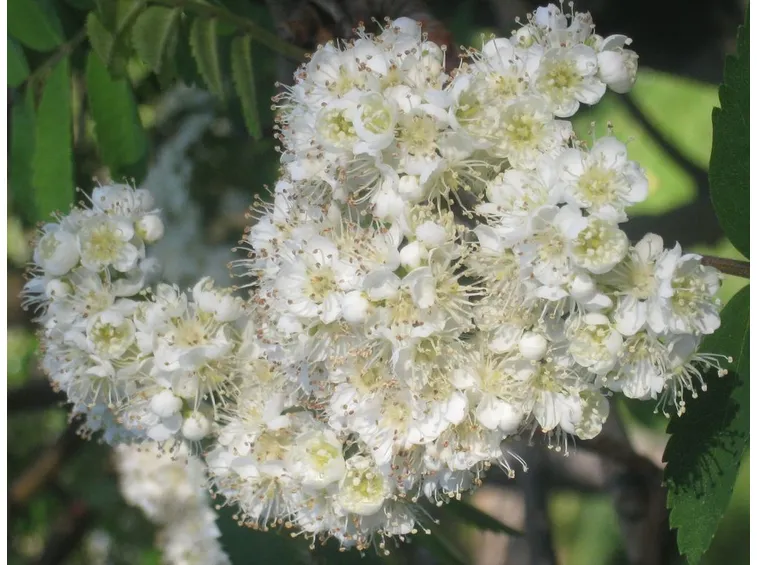 Fiori piante bacche