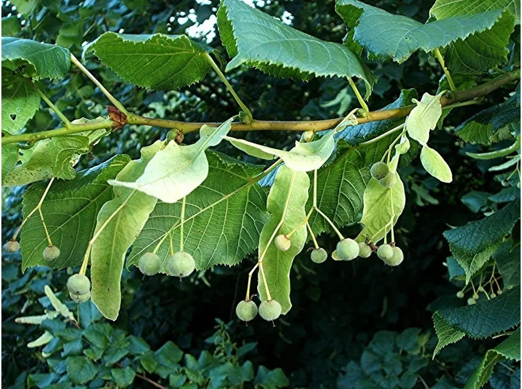 tiglio cordata