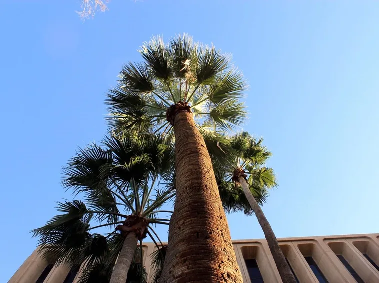 Palma - fronda