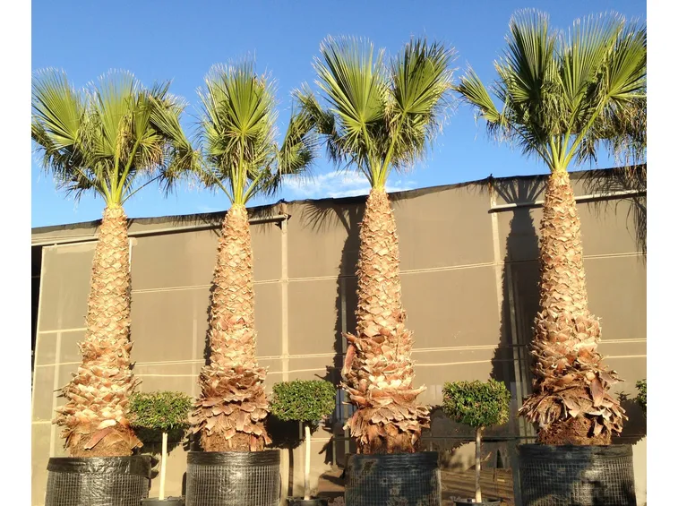 terreno della washingtonia
