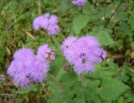 fiore dell'agerato