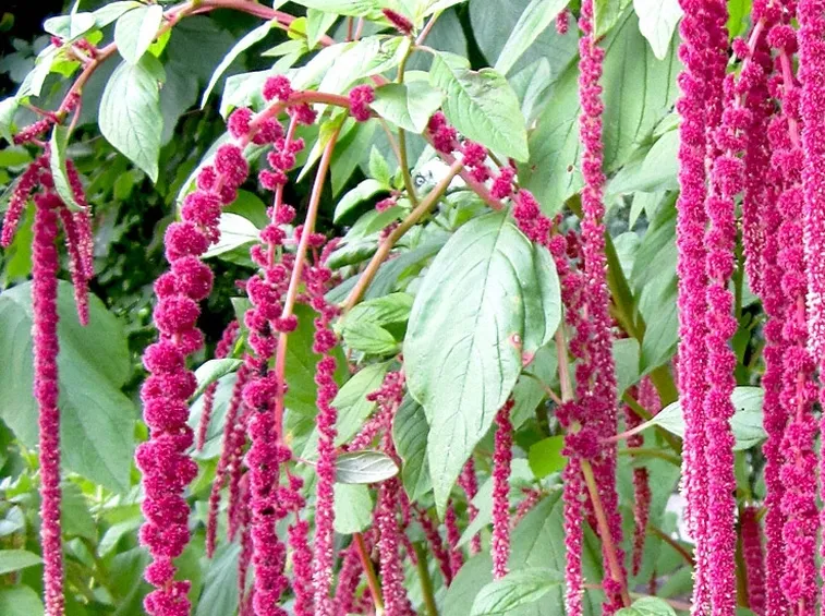 amaranto