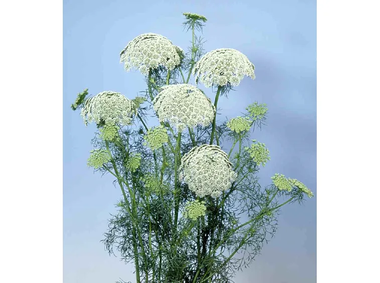 finocchio annuale