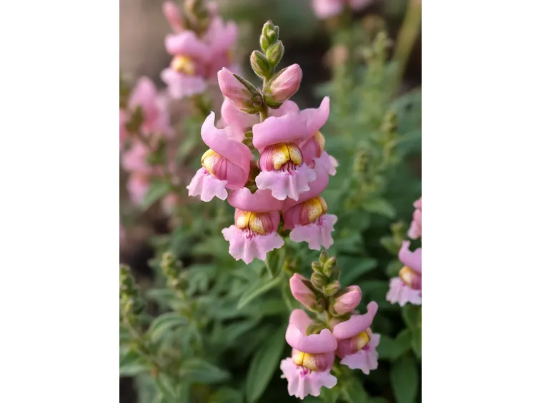 antirrhinum