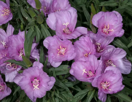 Clarkia amoena