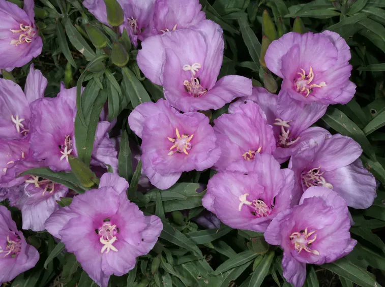 Clarkia amoena