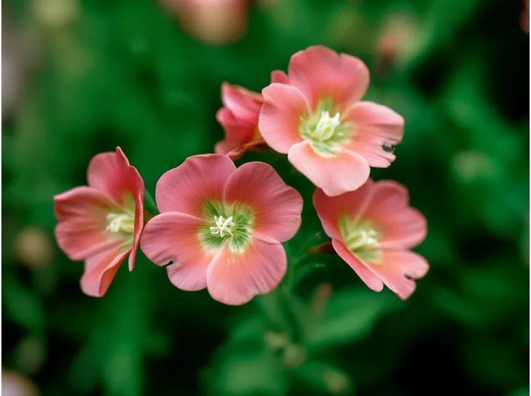 Clarkia