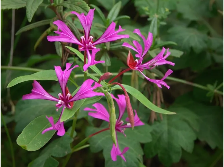 clarkia