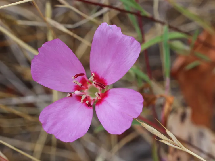 clarkia