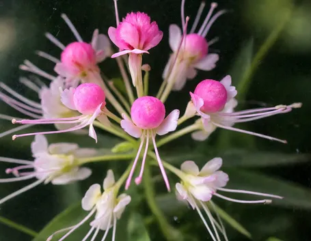 Cleome
