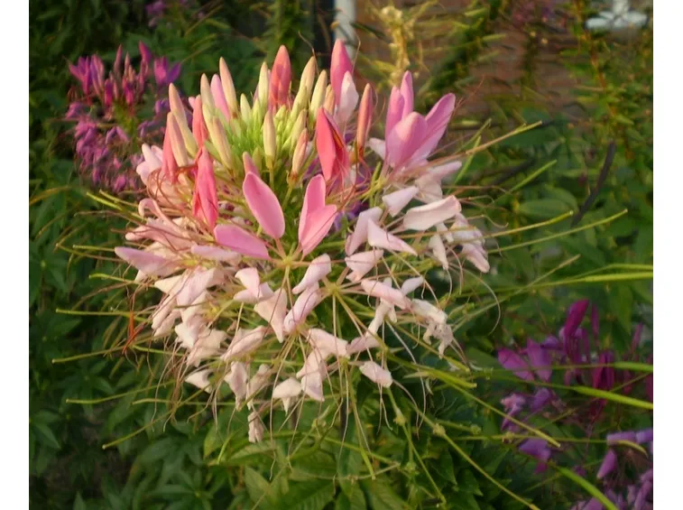 cleome