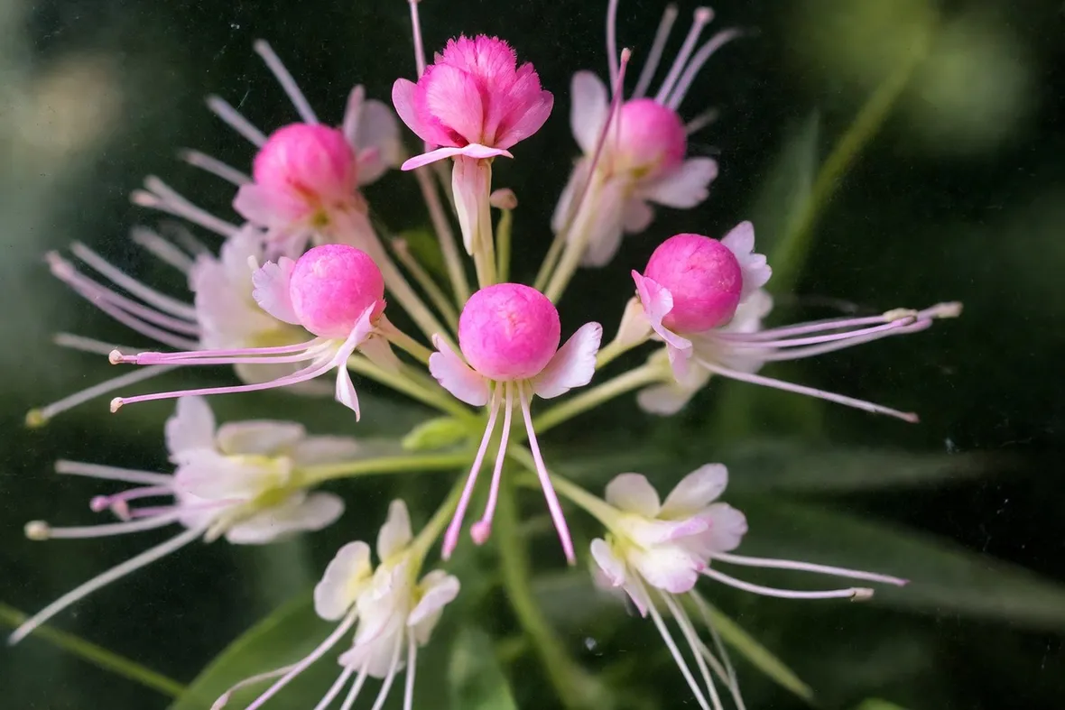 Cleome