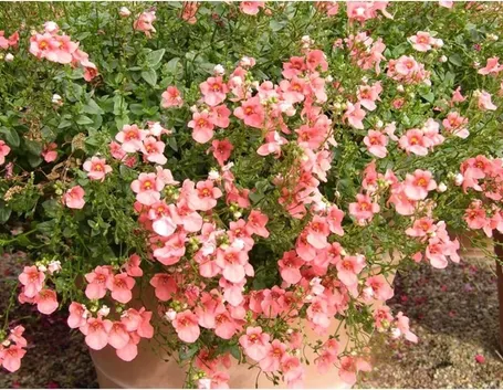 Diascia