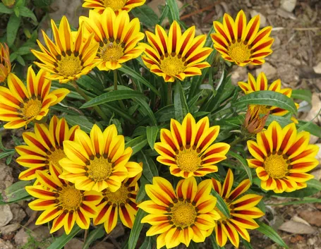 Gazania